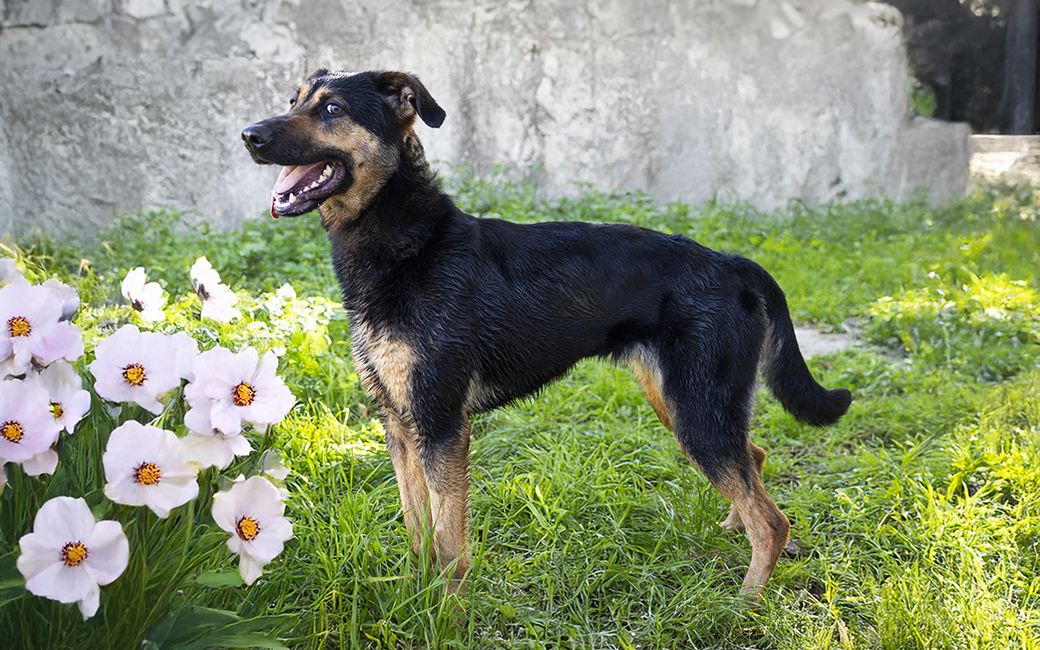 Lolita: Está no CROAMA desde junho de 2024. Idade estimada: 12/10/2023. Está vacinada, esterilizada e desparasitada
